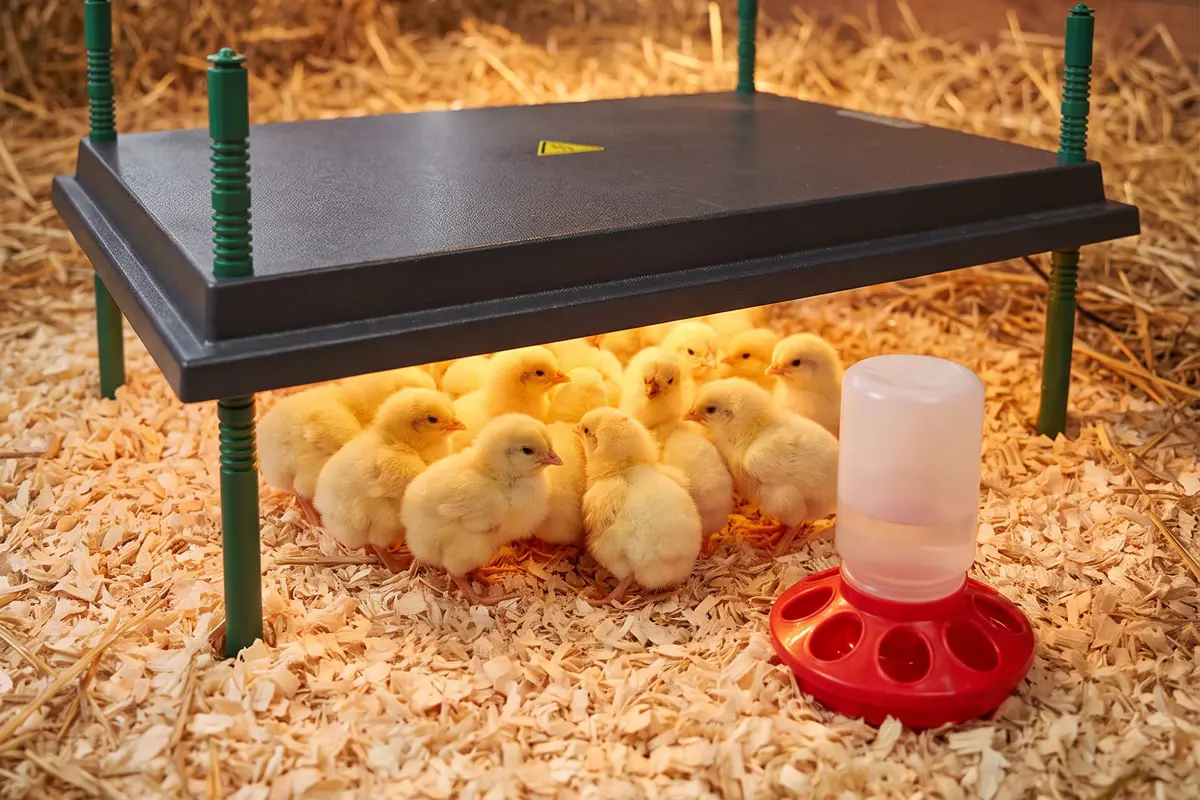 Цыплята греются под обогревательной панелью HobbyFarm, рядом поилка